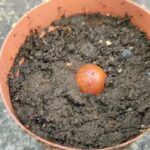 Siembra tu propio aguacate en casa: ¡Fácil y rápido!