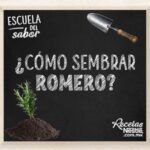 Siembra tu propio cacao: aprende cómo plantar una semilla en casa