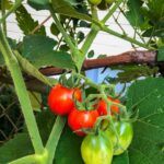 Siembra tu propio huerto: alimentos frescos y saludables en casa