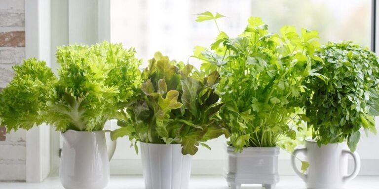 siembra tu propio huerto en casa con estas plantas