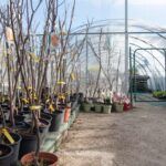 Siembra tu propio laurel: aprende cómo plantar desde una rama