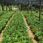 Siembra tu propio laurel: guía práctica para cultivar con semilla