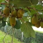 Siembra tu propio manzano: Guía para plantar una mata de manzana
