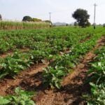Siembra tu propio naranjo: guía fácil para cultivar desde la semilla