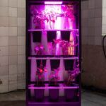 Siembra tu propio níspero: guía práctica paso a paso