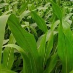 Siembra tu propio nogal: aprende cómo plantar una nuez correctamente