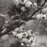 Siembra tu propio pino: guía completa para plantar desde una piña