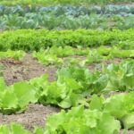 Siembra tus judías verdes con éxito en tu huerto casero