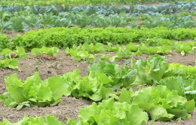 siembra tus judias verdes con exito en tu huerto casero