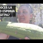 Siembra tus propias esponjas vegetales en casa ¡Fácil y ecológico!