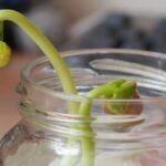 Siembra tus propias judías de mata baja con estos simples pasos