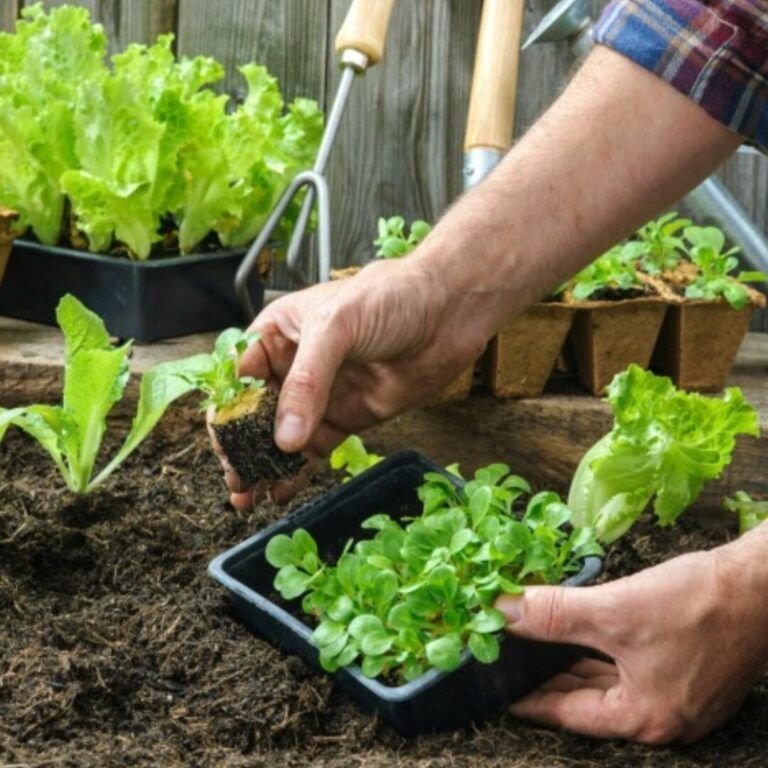 siembra tus propias verduras y hortalizas en primavera