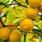 Siembra tus propios limones mandarina: Consejos prácticos