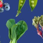 Siembra tus sueños de otoño: qué plantar en septiembre y octubre