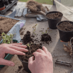 Siembra tus sueños de primavera: qué plantar en enero