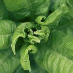 Siembra tus verduras de otoño: consejos para sembrar en septiembre