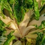 Siembra tus verduras en marzo: variedades ideales para tu huerto