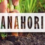 Siembra tus zanahorias con la luna: Consejos y fechas clave