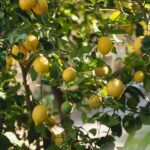 Siembra un limonero en tu jardín y disfruta de frutas frescas