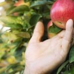 Siembra un melocotón: ¡Crea tu propio árbol frutal!