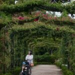 Siembra un rosal en casa: guía fácil para esquejes