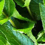 Siembra una piña en casa: Guía fácil y práctica