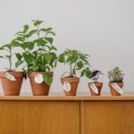 Siembra una sandía en tu hogar: Guía de cultivo en macetas