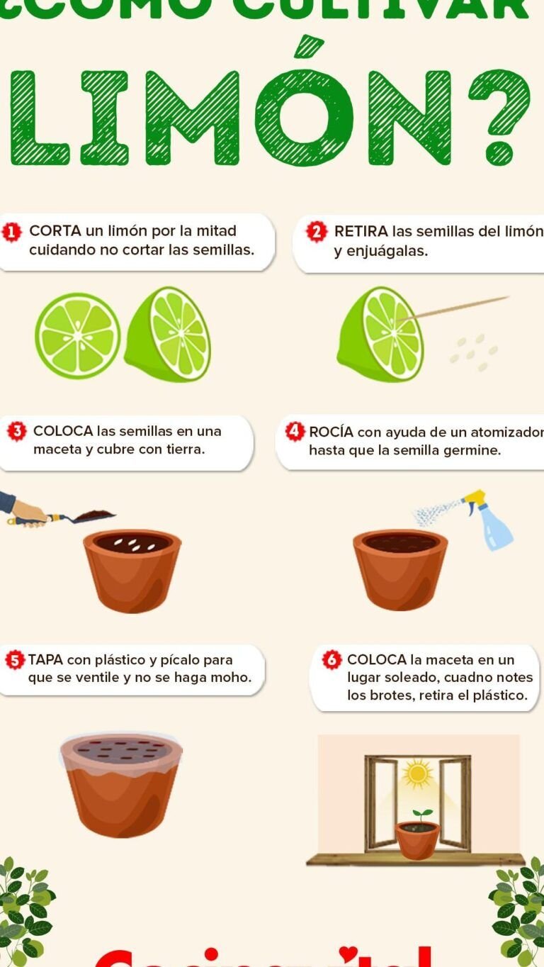 siembra vida en casa como plantar semillas en vasos de plastico