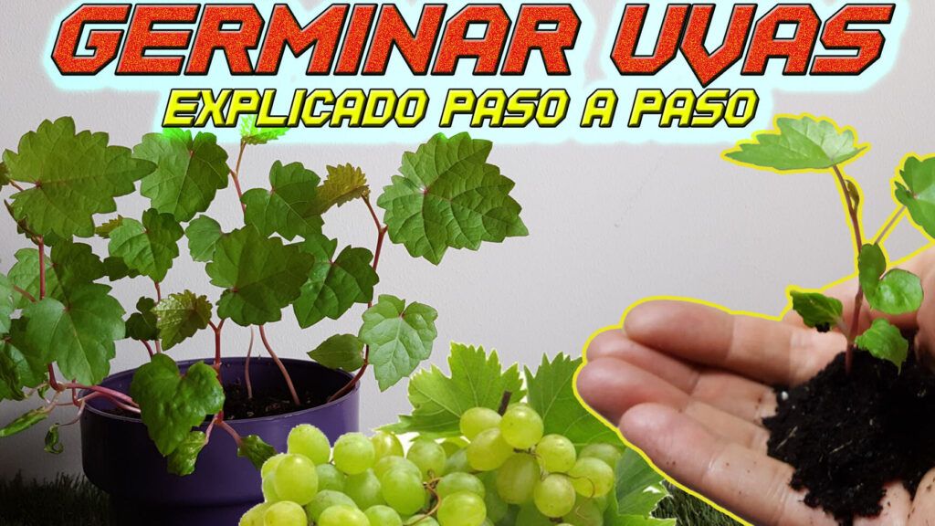 Guía COMPLETA para SEMBRAR tu PIÑA en CASA fácil