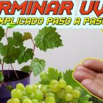 Siembra vida en casa: Cómo plantar semillas germinadas en servilletas