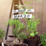 Siembra vida en tu hogar: Aprende cómo plantar semillas fácilmente