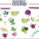 Siembras de temporada: qué plantar en esta época del año