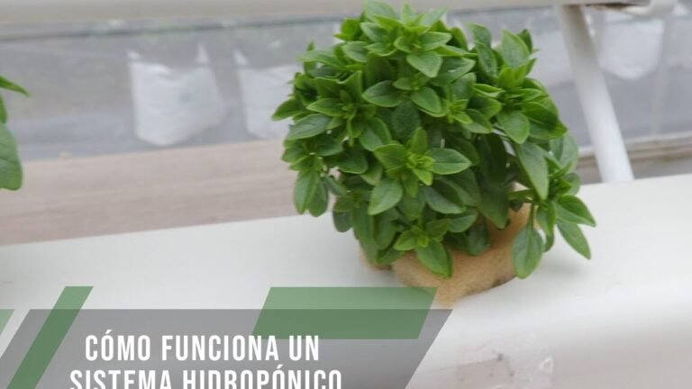 ¡Descubre qué se puede plantar en un cultivo hidropónico y maximiza tus cosechas!