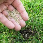 Soluciones efectivas para el césped amarillo: cuándo y cómo cortarlo