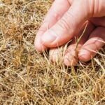 Soluciones para el exceso de agua en el suelo y evitar el césped amarillo