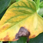 Soluciones para evitar que tus plantas se pongan amarillas por exceso de agua
