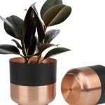 Suculentas en vidrio: la tendencia de jardinería más chic