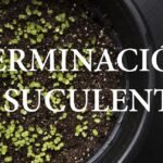 Descubre el secreto para cultivar suculentas desde semilla y sorpréndete con los resultados