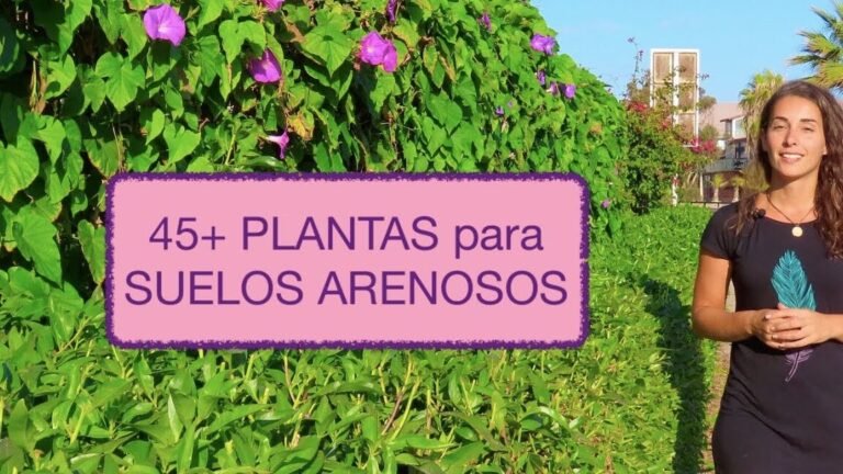 Descubre qué se puede plantar en suelo arenoso: ¡Convierte tu jardín en un oasis!