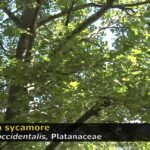 sycamore americano