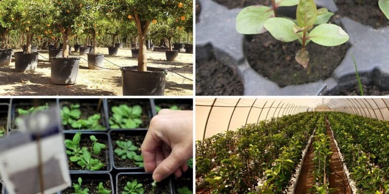 tecnicas de siembra como determinar la profundidad adecuada para cada semilla