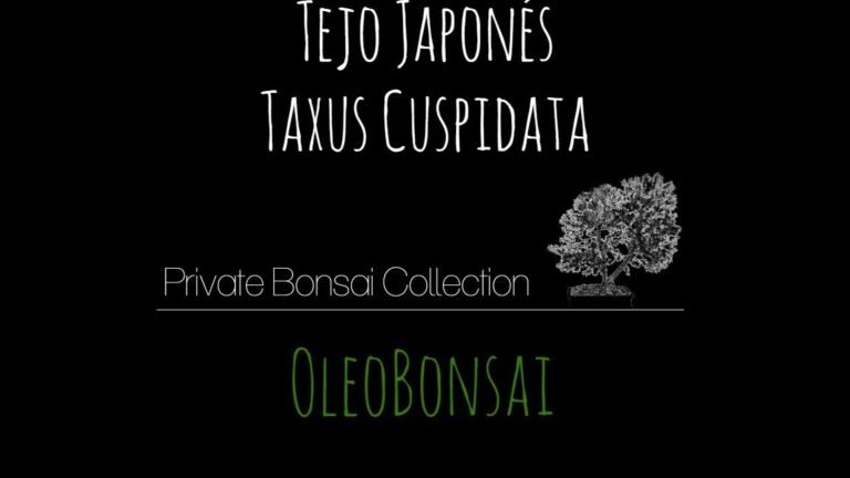 Descubre los secretos para plantar tejos japoneses con éxito