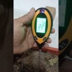 Descubre 13 variedades de frutas y verduras sorprendentes que puedes sembrar en mayo y transforma tu jardín este verano