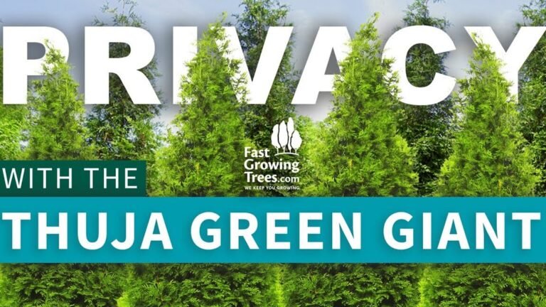 Guía completa sobre cómo plantar thujas en tu jardín ¡Descúbrela ahora!