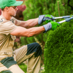 Tijeras de poda: herramientas indispensables para mantener tus plantas saludables