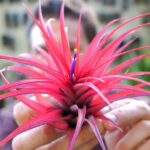 Cultiva tus Tillandsia Brachycauloses con estos simples pasos: primer plano de una Tillandsia roja sostenida entre manos sobre fondo desenfocado.
