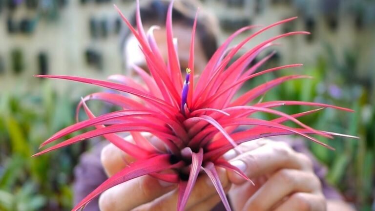 Cultiva tus Tillandsia Brachycauloses con estos simples pasos