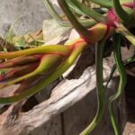 Descubre cómo plantar Tillandsia bulbosas en solo unos pasos: brote floral rosado y verde de una tillandsia bulbosa con hojas retorcidas montada sobre madera.