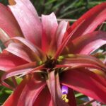 Cultiva y cuida tus Tillandsia Capitatas en simples pasos: primer plano de una Tillandsia capitata roja con hojas en roseta y una pequeña flor morada.