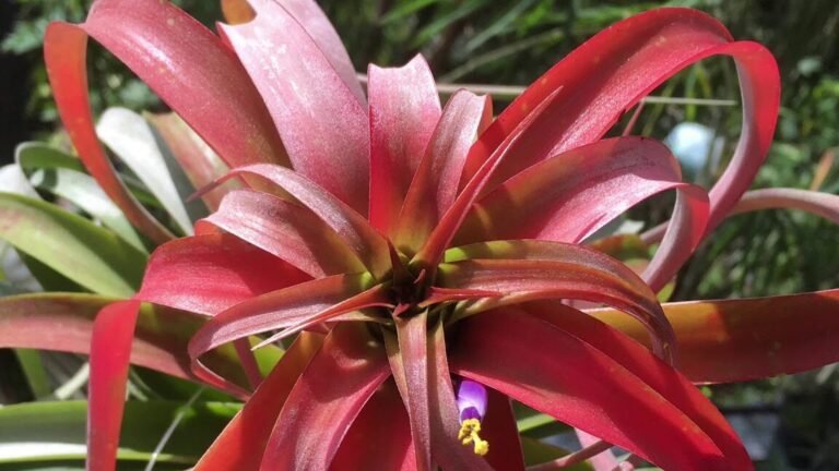 Cultiva y cuida tus Tillandsia Capitatas en simples pasos